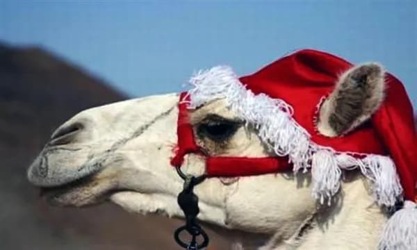 Катание на животных
